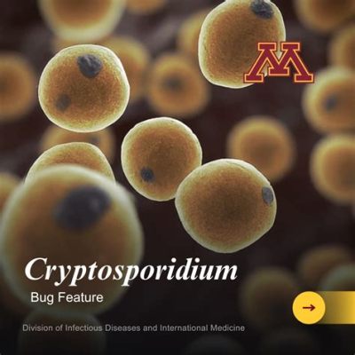  Cryptosporidium: Một Ký Sinh Trùng Biểu Mạt Nhỏ Bé Gây Ra Những Phiền Toái Lớn!