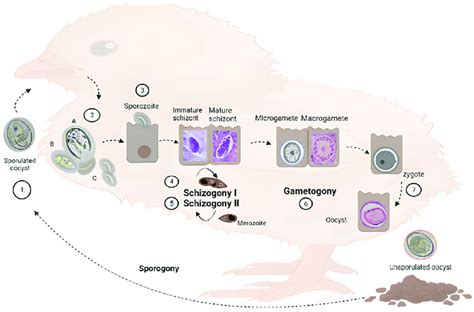  Eimeria: The Microscopic Marvel Invading Poultry Farms Everywhere!