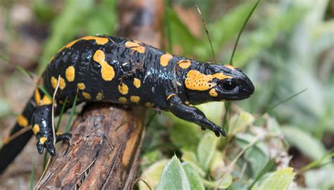  Fire Salamander: A Small, Colorful Creature That Packs a Spicy Punch!