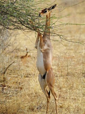  Gerenuk! Biết Bạn Có Muốn Tìm Hiểu Về Loài Linh Dương Có Khả Năng Đứng Trên Hai Chân Lấy Thức Ăn Từ Cành Cao Không?