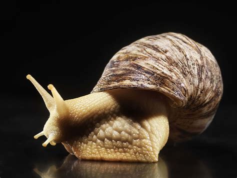  Imperial Snail: Its Intriguing Shell Patterns Tell Tales of Ancient Seas!