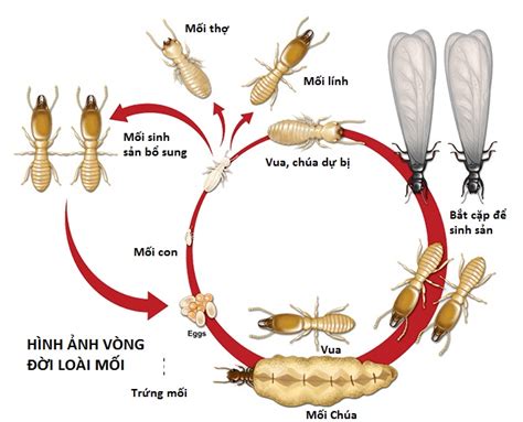  Khúm - Ký Sinh Trùng Có Vòng Đời phức tạp và Ẩn chứa Những Bí Ẩn!