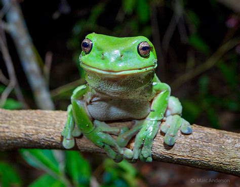  Litoria! Khám phá loài ếch cây với tiếng kêu vang vọng như chuông gió