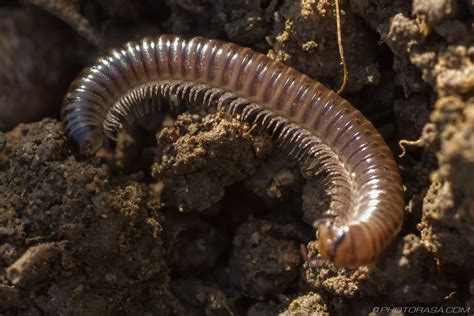  Log Millipede: A Wonderful Creature With Many Legs But Surprisingly Few Brains!