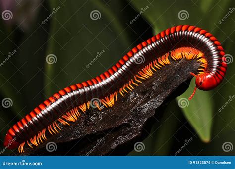  Millipede: Những sinh vật nhiều chân đang ẩn náu trong bóng tối dưới lòng đất!