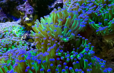  Orlando – A Curious Coral Exhibiting Exquisite Bioluminescence!