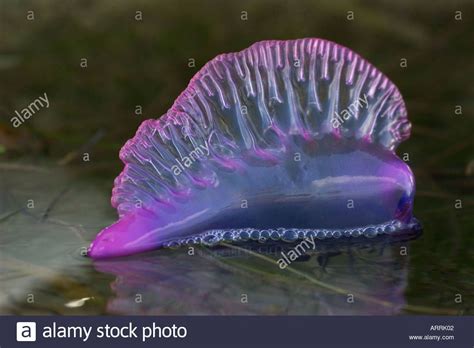  Physalia physalis: A Creature With Tentacles That Sting Like Fire!