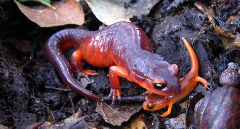  Yellow-Spotted Salamander: The Amphibian That Can Breathe Through Its Skin (and Other Cool Tricks!)