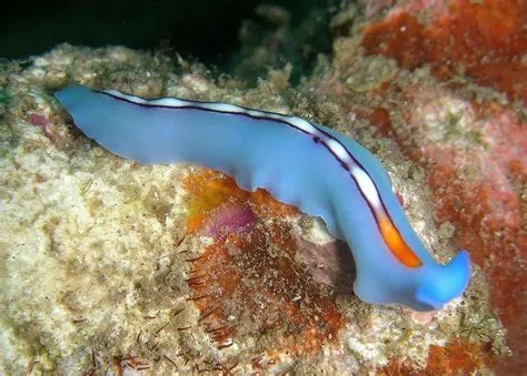  Eisenia Tristichoides: A Tiny Flatworm That's a Master of Disguise and Mimicry!