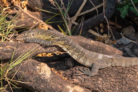  Nile Monitor: A Scaly Enigma With Ancient Roots and an Appetite for Adventure!