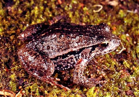  Quacking Frogs: These Amphibians Can Be Found Hopping Around Shallow Waterways and Hiding Beneath Fallen Leaves!