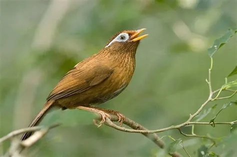  Th Starling! Chim có giọng hót tuyệt vời và khả năng bắt chước phi thường!