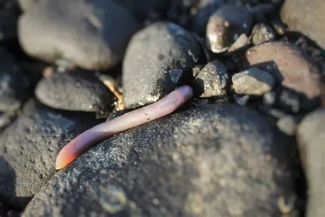  Urechis Unicinctus: A Marine Worm That Embraces its Sticky Situation!