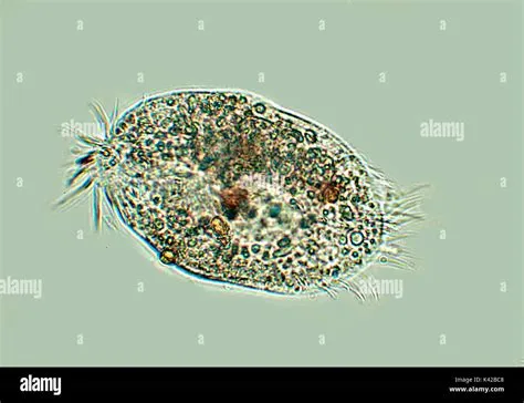  Viên thể Ciliate: Ký Sinh Trên Cá - Cái Thật Rất Khác Biết Với Vẻ Ngoại Hiền Mục